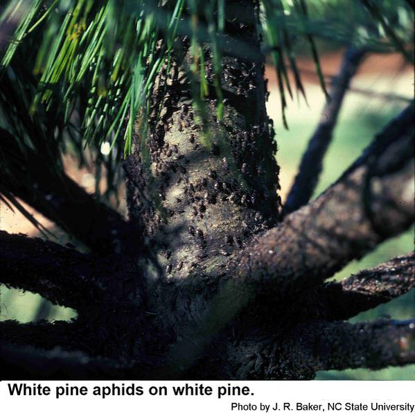 White pine aphids can feed through right through the bark.
